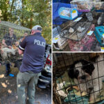 suffolk-county-house-of-horrors-found-with-hundreds-of-animals-and-elderly-woman-living-in-filth:-cops