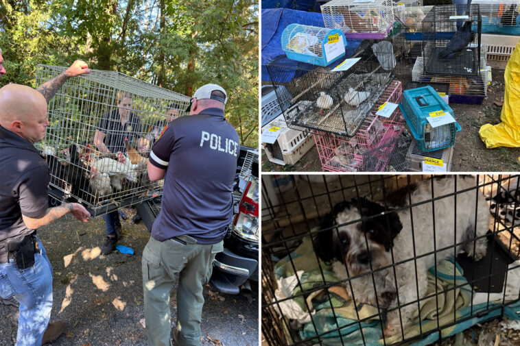 suffolk-county-house-of-horrors-found-with-hundreds-of-animals-and-elderly-woman-living-in-filth:-cops