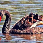 british-fowl-play:-black-swan-exiled-from-shakespeare’s-hometown-after-terrorizing-visitors-and-attacking-other-birds