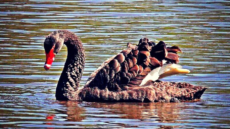 british-fowl-play:-black-swan-exiled-from-shakespeare’s-hometown-after-terrorizing-visitors-and-attacking-other-birds