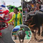 buffalos-in-thailand-clean-up-to-compete-in-a-beauty-pageant-to-raise-status-of-humble-animal