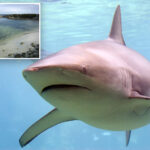 surfer-attacked-by-shark-at-kangaroo-island-tourist-spot