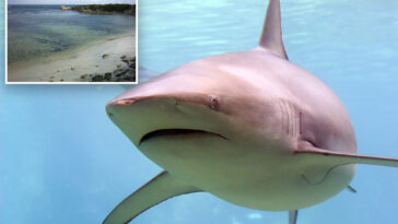 surfer-attacked-by-shark-at-kangaroo-island-tourist-spot