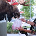 with-government-shutdown-closing-national-parks,-moose-forced-to-find-new-jobs