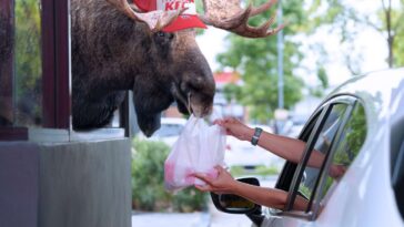 with-government-shutdown-closing-national-parks,-moose-forced-to-find-new-jobs
