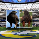 sofi-stadium-hawk-stolen-during-rams-game-located,-second-hawk-remains-missing