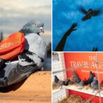 nyc-weed-dispensary-pledges-‘courier-pigeon’-delivery-service-–-and-the-twist-is-ruffling-feathers