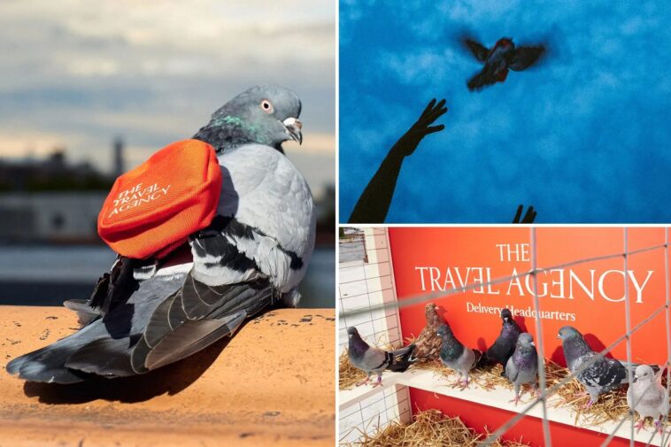 nyc-weed-dispensary-pledges-‘courier-pigeon’-delivery-service-–-and-the-twist-is-ruffling-feathers