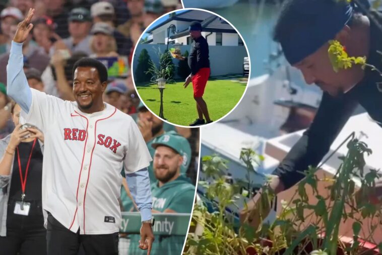 famed-mlb-hothead-pedro-martinez-now-relaxes-by-keeping-his-gardens-‘groomed-and-beautiful’-like-‘a-little-girl’