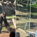 startling-video-captures-gorilla-smashing-glass-wall-of-san-diego-zoo-enclosure