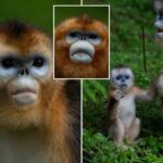 china’s-rare-monkeys-debut-in-europe-in-furry-diplomatic-gesture