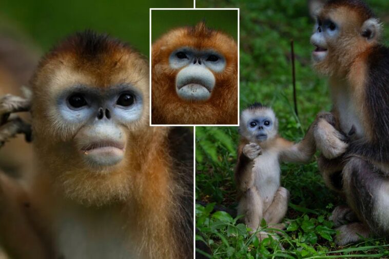 china’s-rare-monkeys-debut-in-europe-in-furry-diplomatic-gesture