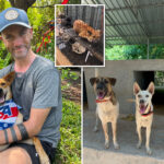 i-nearly-died-of-alcoholism-—-but-i-found-purpose-in-life-rescuing-street-dogs