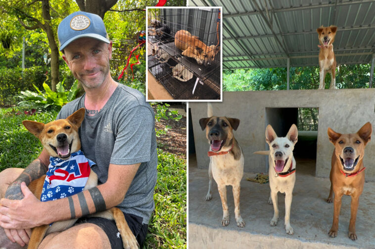 i-nearly-died-of-alcoholism-—-but-i-found-purpose-in-life-rescuing-street-dogs