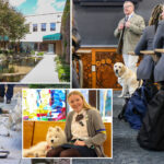 li-high-school-turned-animal-sanctuary-has-pack-of-dogs,-peacocks-strutting-around-campus:-‘reason-why-i-wanted-to-come-here’