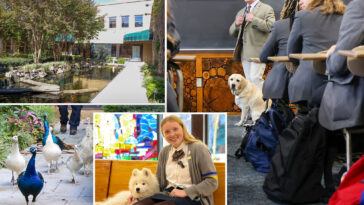 li-high-school-turned-animal-sanctuary-has-pack-of-dogs,-peacocks-strutting-around-campus:-‘reason-why-i-wanted-to-come-here’