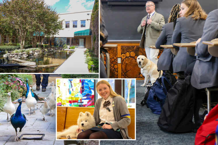 li-high-school-turned-animal-sanctuary-has-pack-of-dogs,-peacocks-strutting-around-campus:-‘reason-why-i-wanted-to-come-here’