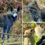 mystery-as-abandoned-dogs-in-chernobyl-turn-blue,-baffling-caretakers