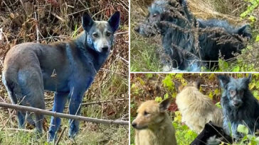 mystery-as-abandoned-dogs-in-chernobyl-turn-blue,-baffling-caretakers