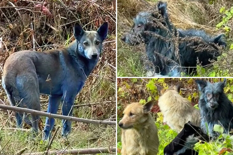 mystery-as-abandoned-dogs-in-chernobyl-turn-blue,-baffling-caretakers
