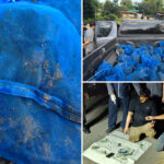 two-men-caught-smuggling-81-monkeys,-meth-as-part-of-international-smuggling-ring,-authorities-say