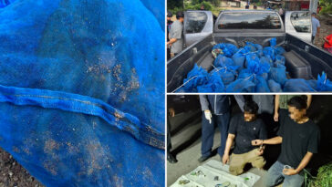 two-men-caught-smuggling-81-monkeys,-meth-as-part-of-international-smuggling-ring,-authorities-say