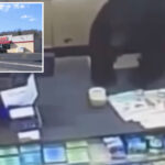 black-bear-chases-‘screaming’-11-year-old-boy-into-dollar-store-before-leaping-over-counter:-video