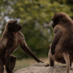 authorities:-two-men-in-wildlife-smuggling-ring-caught-with-81-monkeys-and-meth