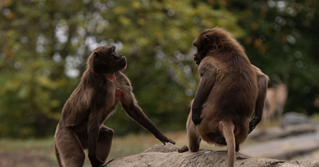 authorities:-two-men-in-wildlife-smuggling-ring-caught-with-81-monkeys-and-meth