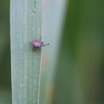 the-tick-that-makes-people-allergic-to-meat-—-and-the-climate-cult-wants-to-breed-trillions-more