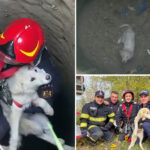 emergency-team-rescues-puppy-in-romania-after-falling-into-abandoned-well