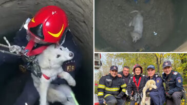 emergency-team-rescues-puppy-in-romania-after-falling-into-abandoned-well