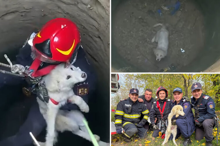 emergency-team-rescues-puppy-in-romania-after-falling-into-abandoned-well