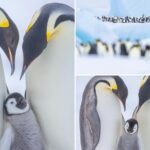 adorable-emperor-penguin-chicks-captured-in-stunning-antarctic-photography
