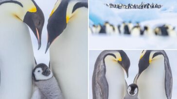 adorable-emperor-penguin-chicks-captured-in-stunning-antarctic-photography