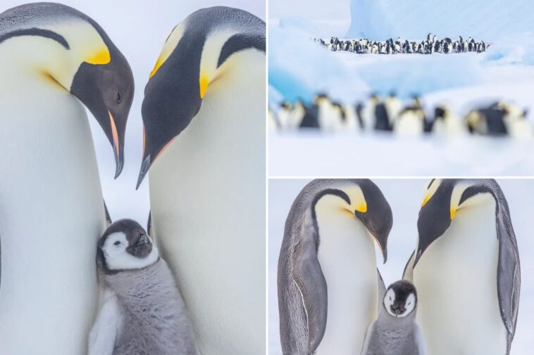 adorable-emperor-penguin-chicks-captured-in-stunning-antarctic-photography