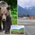 grizzly-bear-attacks-students,-hero-teachers-who-tried-to-fight-it-off,-leaving-11-injured