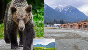 grizzly-bear-attacks-students,-hero-teachers-who-tried-to-fight-it-off,-leaving-11-injured