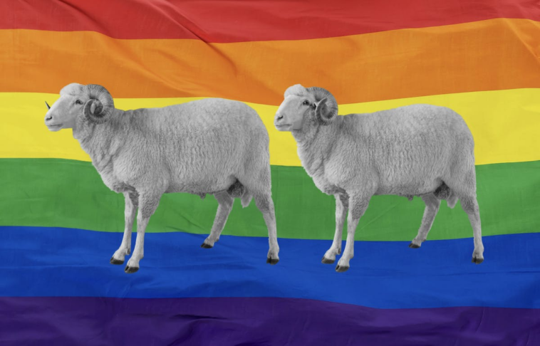 ‘i-wool-survive’:-garments-spun-from-‘gay-sheep’-receive-an-nyc-fashion-debut