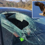 bald-eagle-drops-cat-mid-flight,-sending-carcass-careening-through-moving-car:-‘i-have-guts-all-over-me’