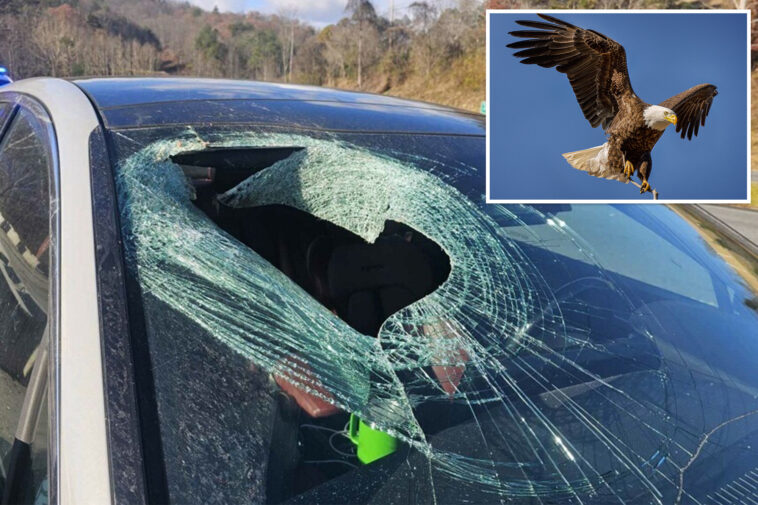 bald-eagle-drops-cat-mid-flight,-sending-carcass-careening-through-moving-car:-‘i-have-guts-all-over-me’