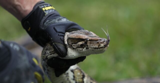 florida-man-ensnares-huge-python,-told-to-‘put-it-in-the-trash’