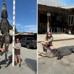 south-carolina-mother-on-maternity-leave-nabs-12-foot-alligator-her-family-plans-to-turn-into-rug