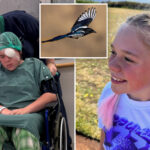 bird-attack-leaves-girl,-12,-fighting-to-save-her-sight:-‘straight-to-the-eye’