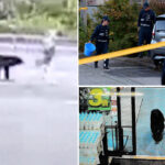 japan-suffered-deadliest-month-of-bear-attacks-in-history,-with-7-deaths-and-88-maulings-in-october