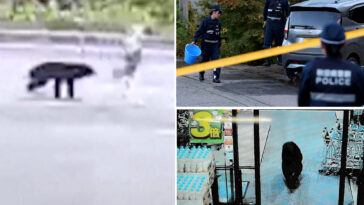 japan-suffered-deadliest-month-of-bear-attacks-in-history,-with-7-deaths-and-88-maulings-in-october