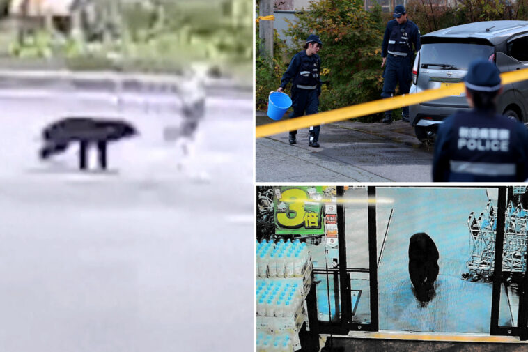 japan-suffered-deadliest-month-of-bear-attacks-in-history,-with-7-deaths-and-88-maulings-in-october