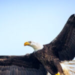 video-—-‘guts-all-over-me’:-north-carolina-bald-eagle-drops-dead-cat,-smashing-driver’s-windshield