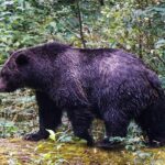 teachers-called-‘true-heroes’-after-repelling-grizzly-bear-that-attacked-school-group,-injuring-11