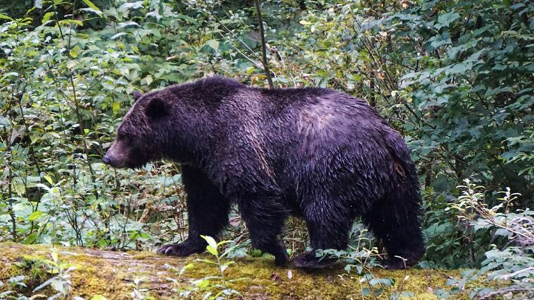 teachers-called-‘true-heroes’-after-repelling-grizzly-bear-that-attacked-school-group,-injuring-11